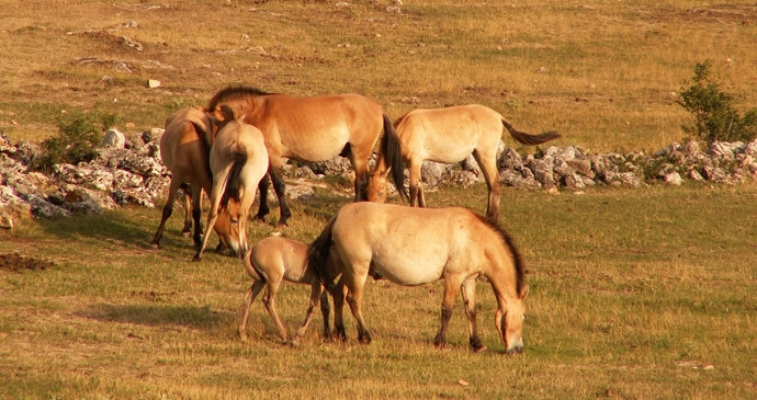 Khustain nuruu national park