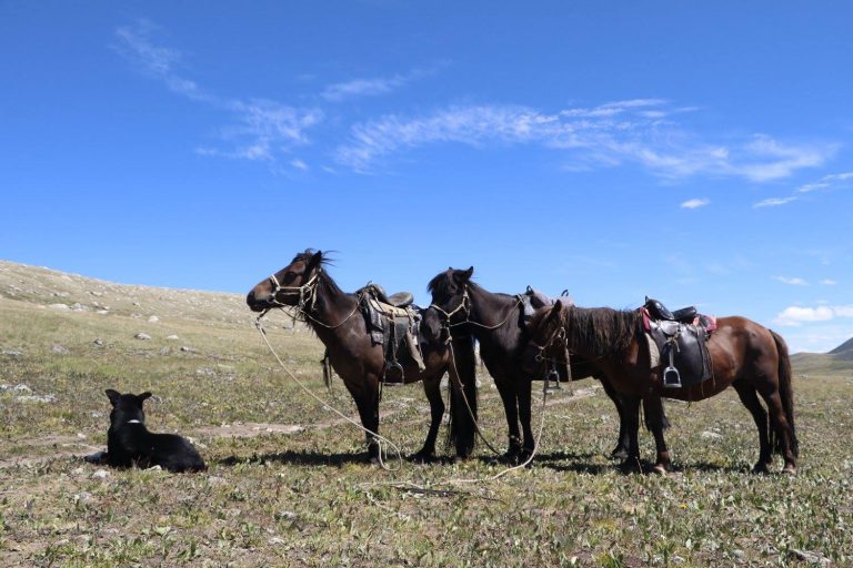 Mongolian Horses