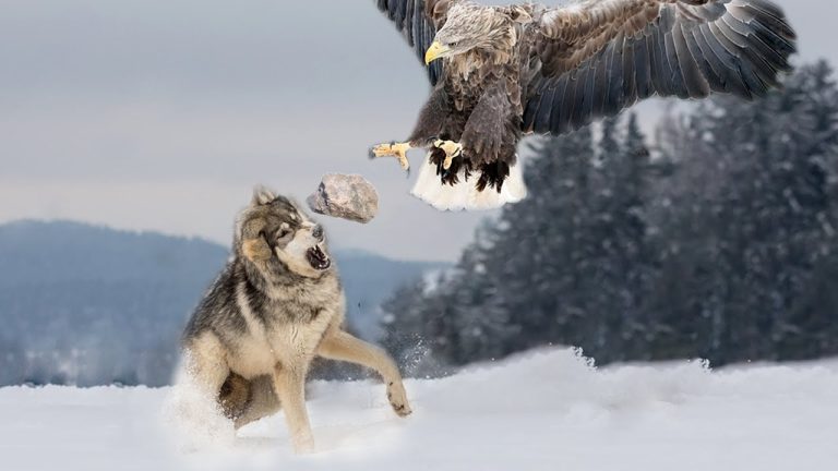 Hunting for the wolves with golden eagles